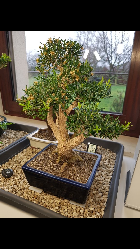 Screenshot_20200223-150943_Gallery.jpg