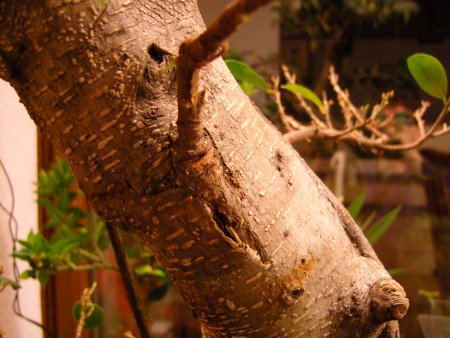 ficus-gross-3.jpg
