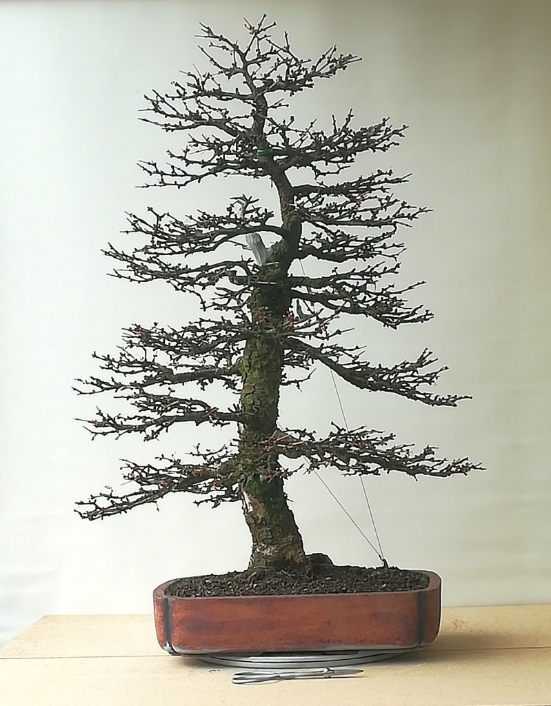 Larix h.jpg