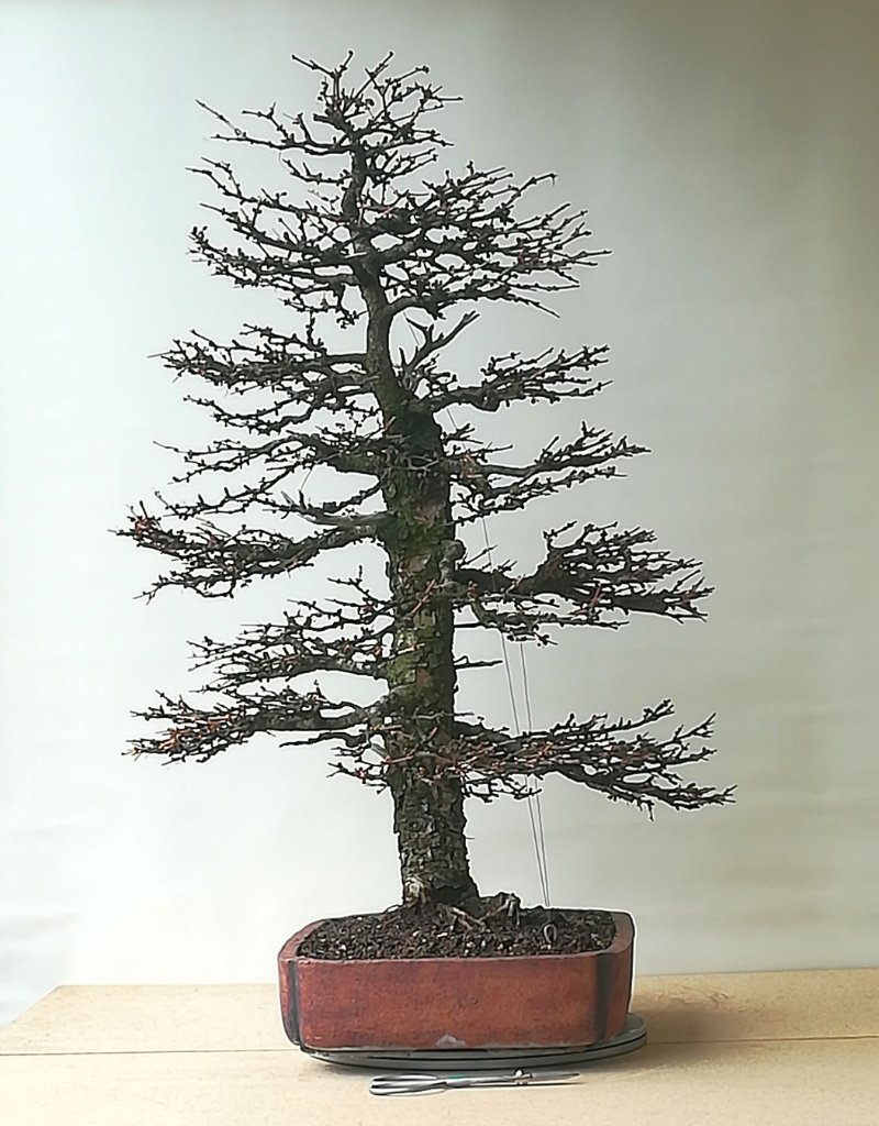 Larix l.jpg
