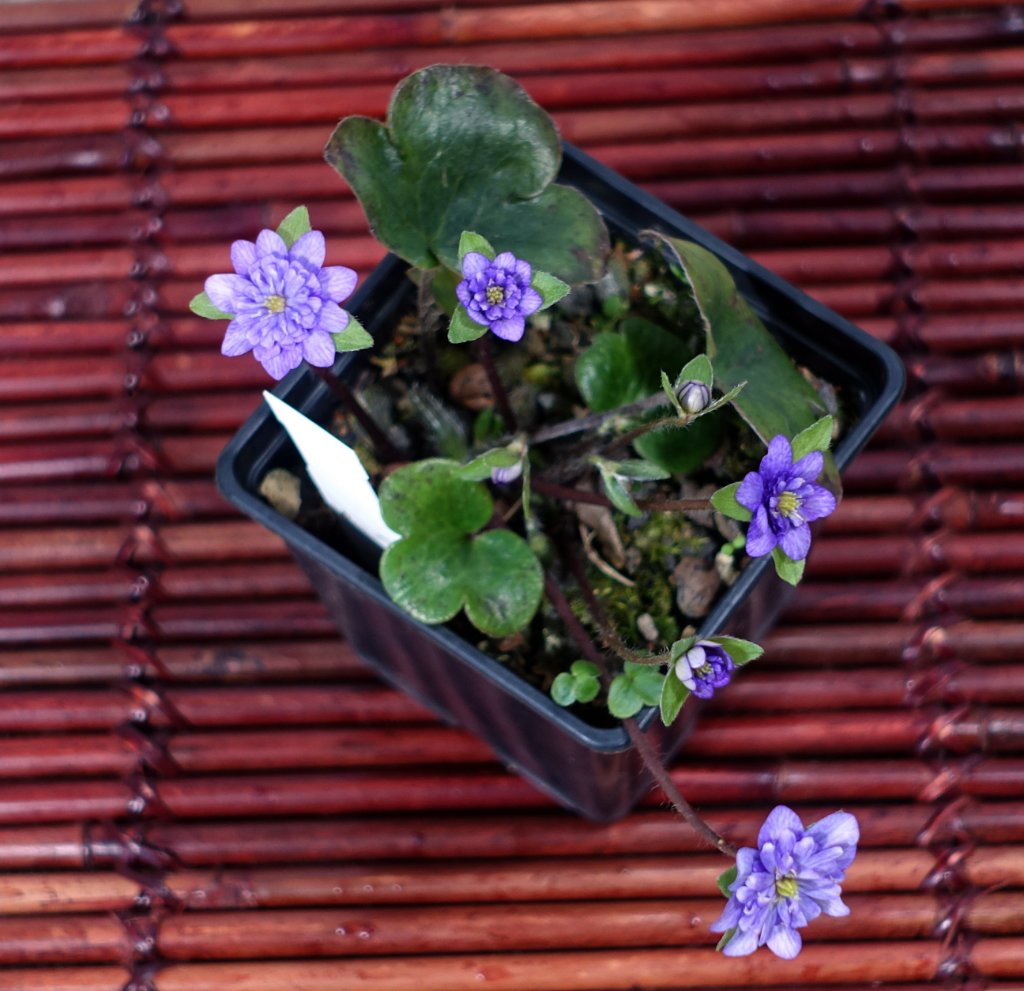 auch das blau gesprenkelte zeigt Blüten
