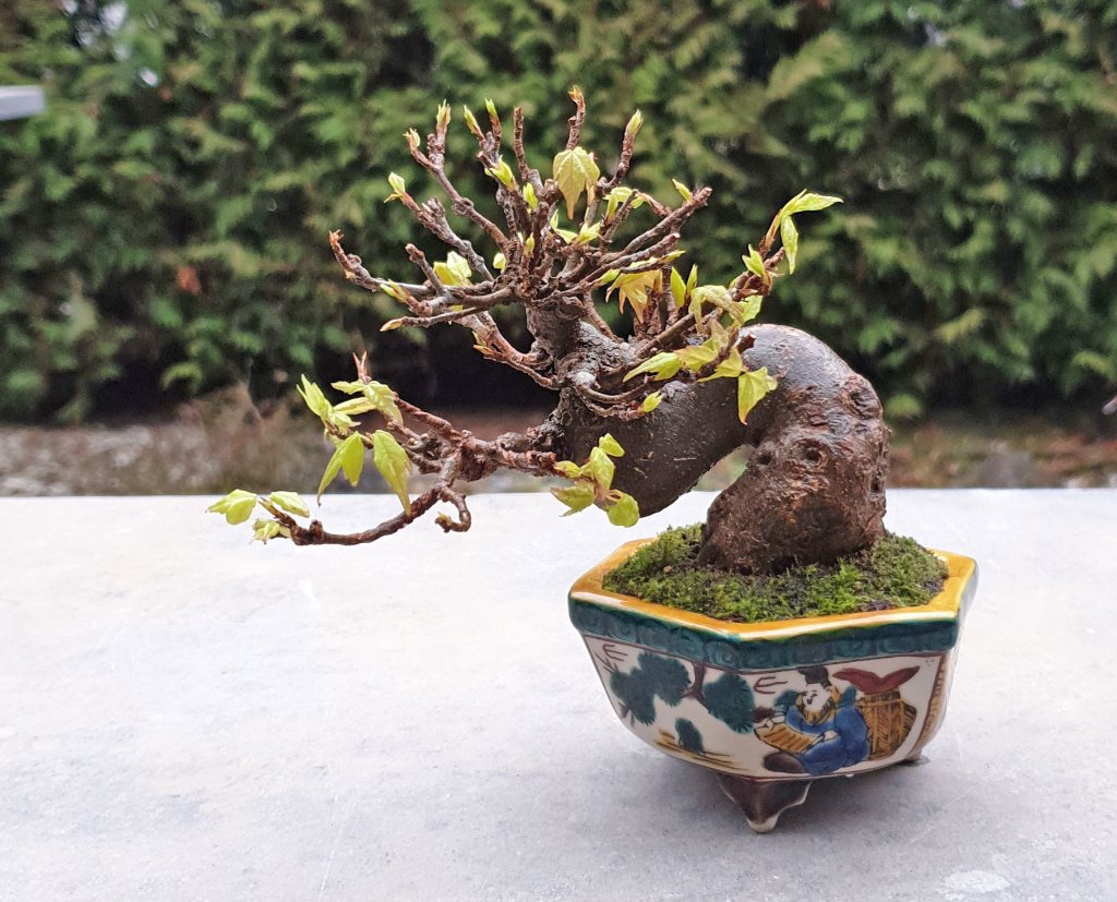 Dreispitzahorn 10 cm - Kutani Schale