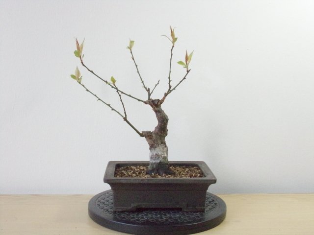 Mume am 05.03.2020.jpg