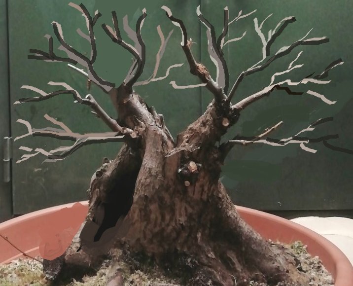 Summo_Hainbuche.jpg