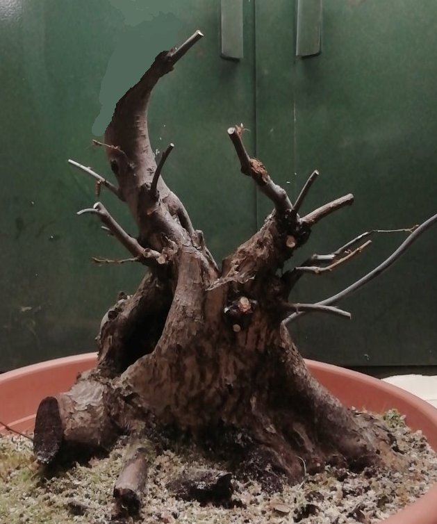 Carpinus_Michael_virt.jpg