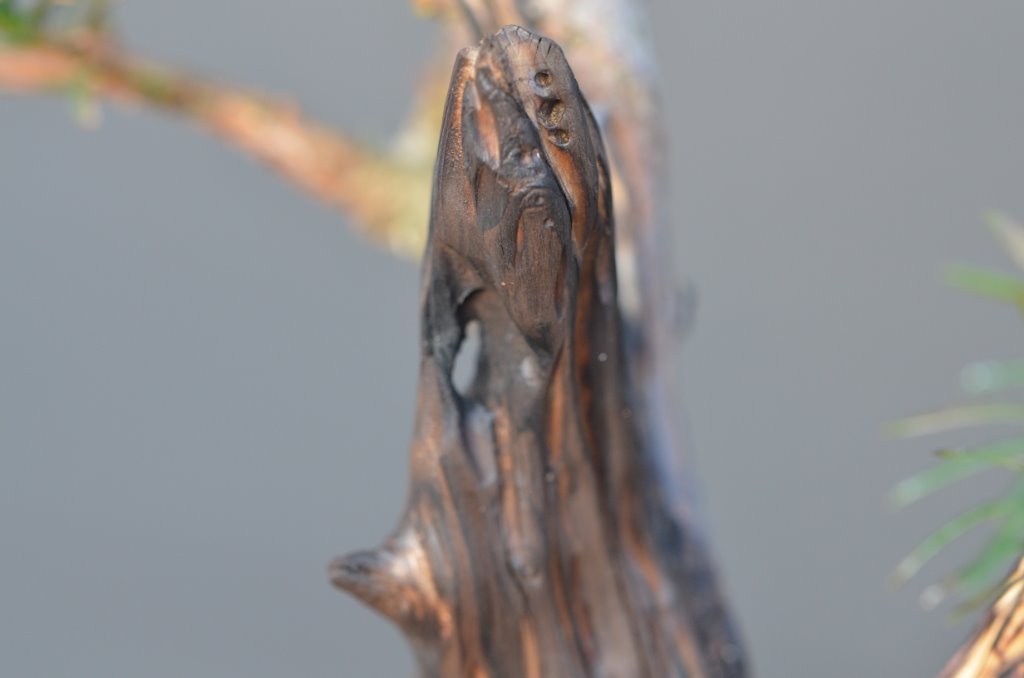 DSC_1153.JPG