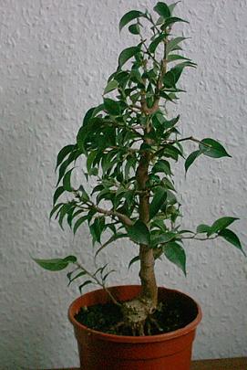 ficusspaeter.jpg