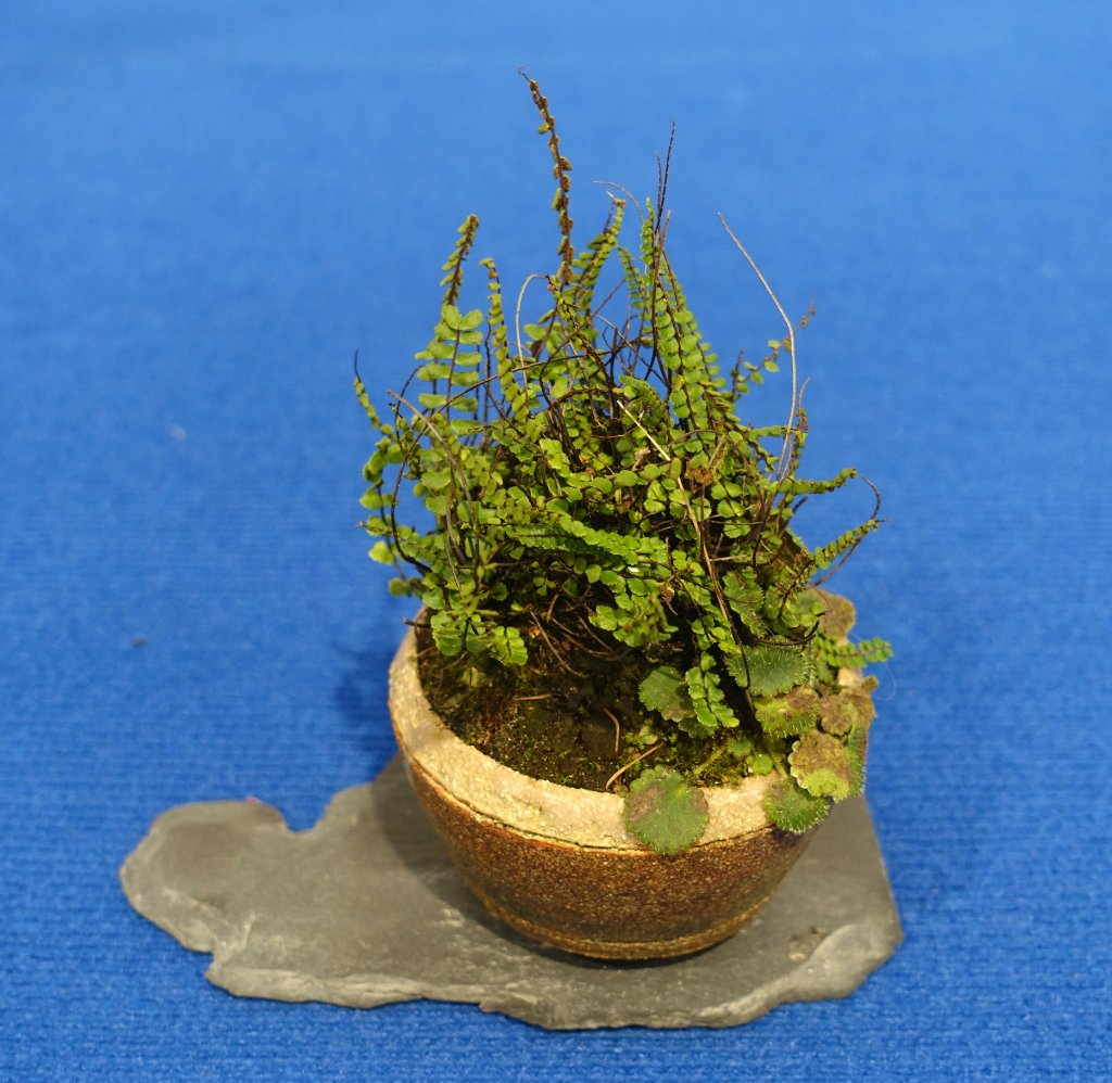 DSC07924e.jpg