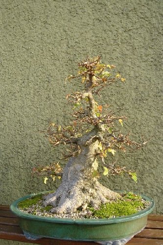 vorderseite