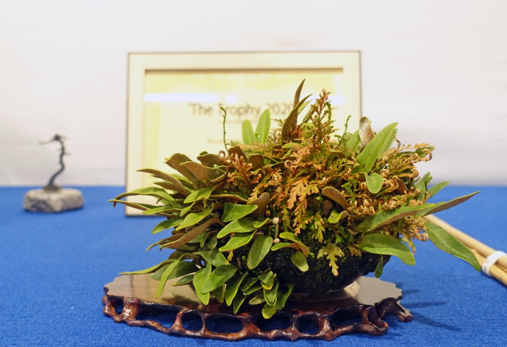 DSC07952e.jpg