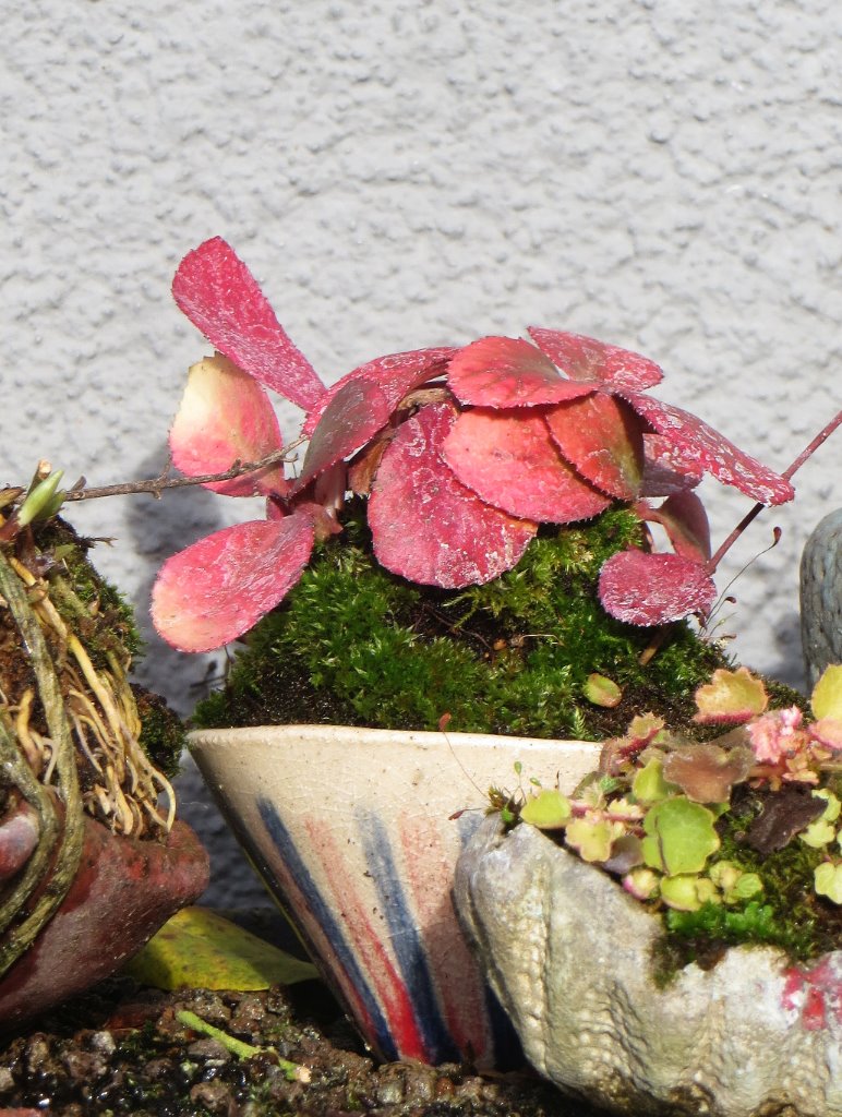 Begonie im Spätherbst/Winter - leider mit Kalkflecken