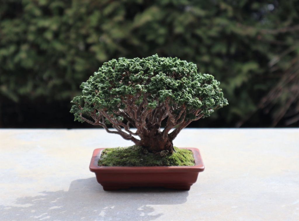 Sekka Hinoki, Scheinzypresse 10 cm, Schale Tokoname