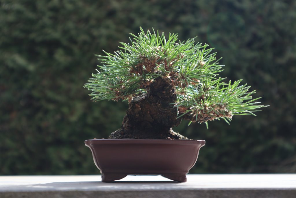 Kuromatsu, Schwarzkiefer 10 cm, Schale Tokoname