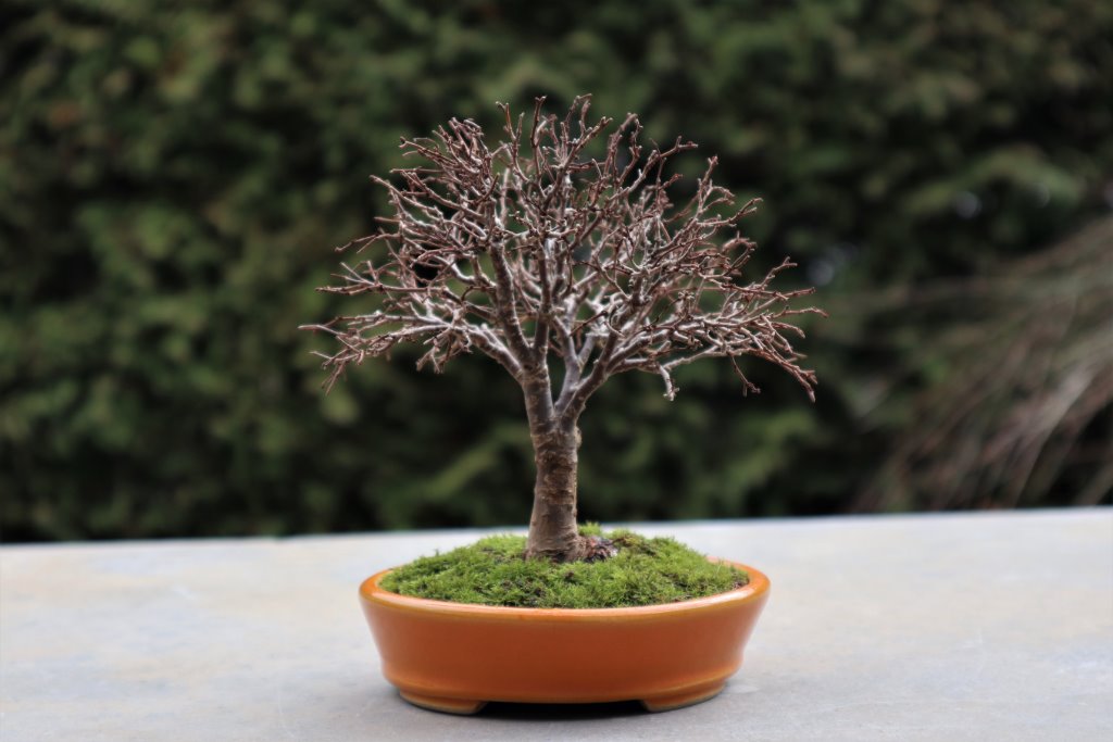 Keyaki, Zelkova serrata 12 cm, Schale Tokoname
