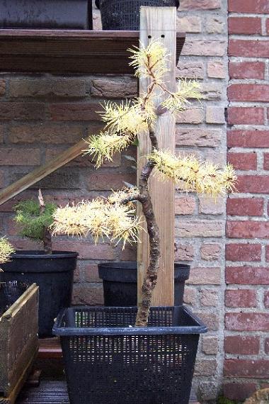 larix decidua308   11-11-2006.jpg