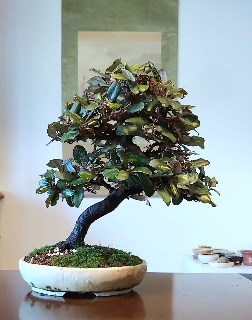 Panaschierte Ölweide Schale Eigenproduktion