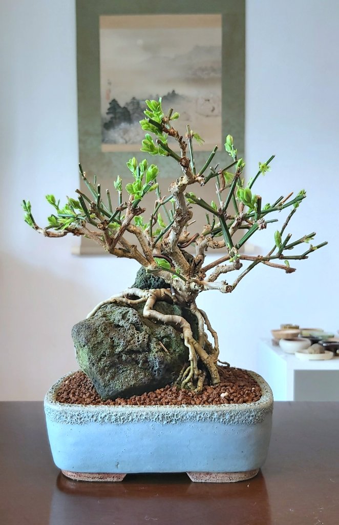 Winterjasmin etwas andere Ansicht in der Schale