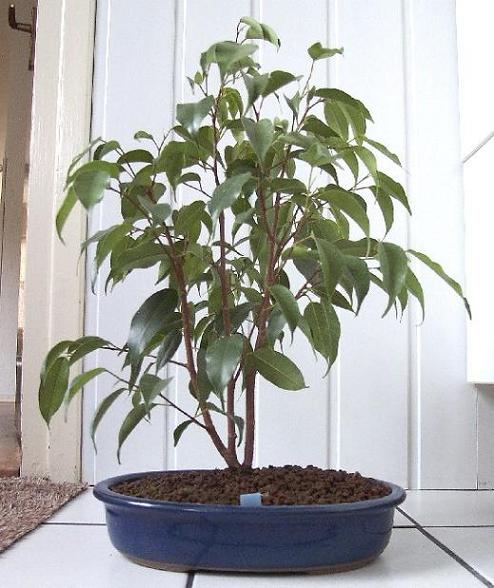 Ficus Benjamini701   12-11-2006.JPG