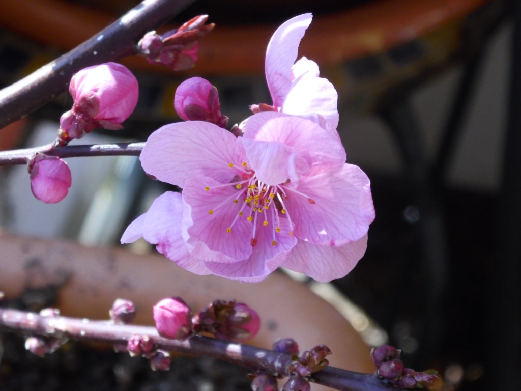 Pfirsichblüte