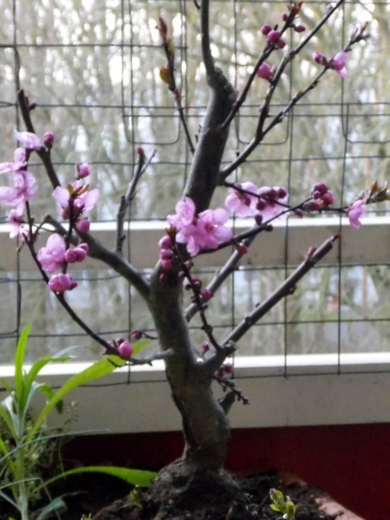 Pfirsichbaum
