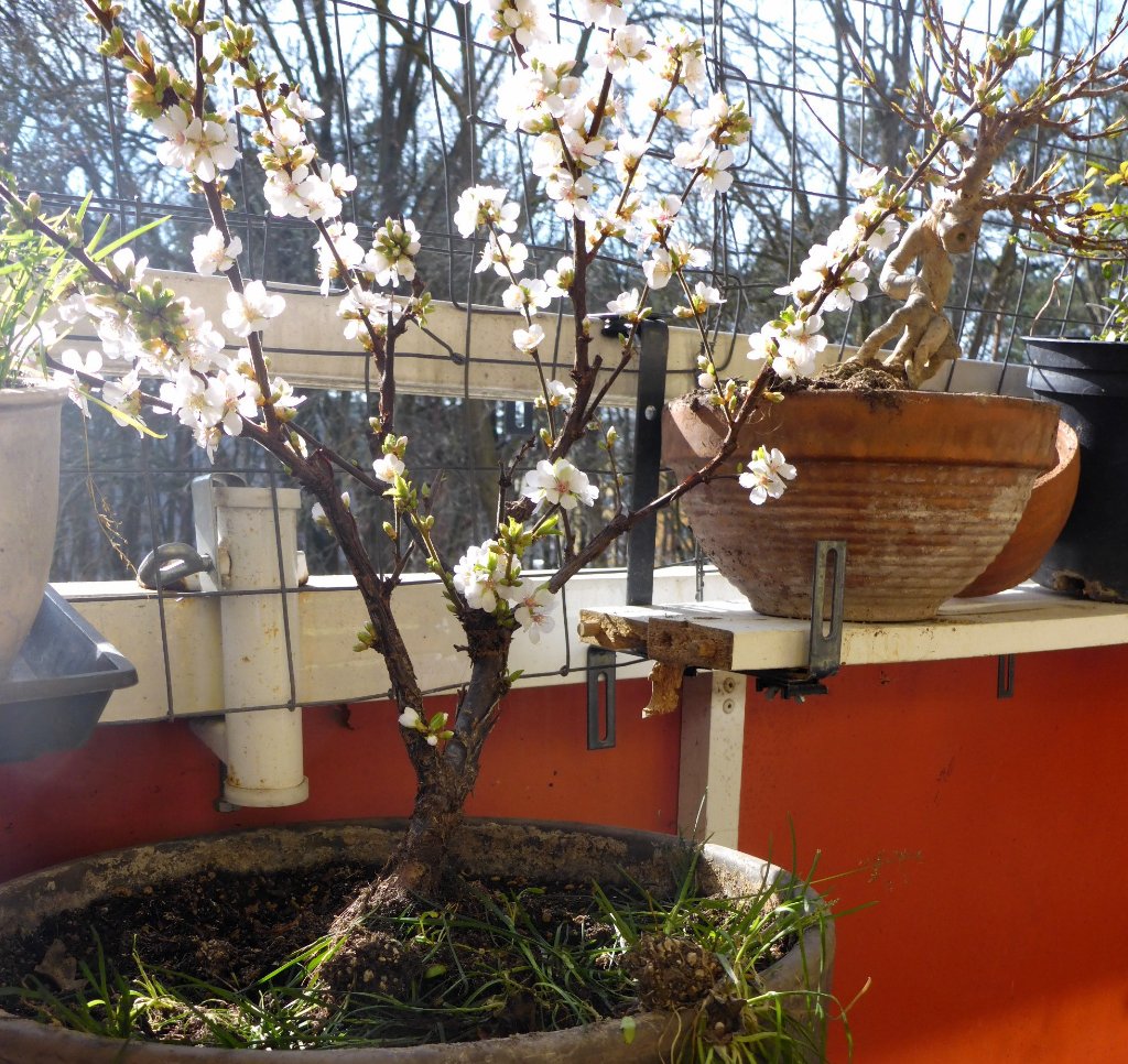 P1070455cvb.JPG