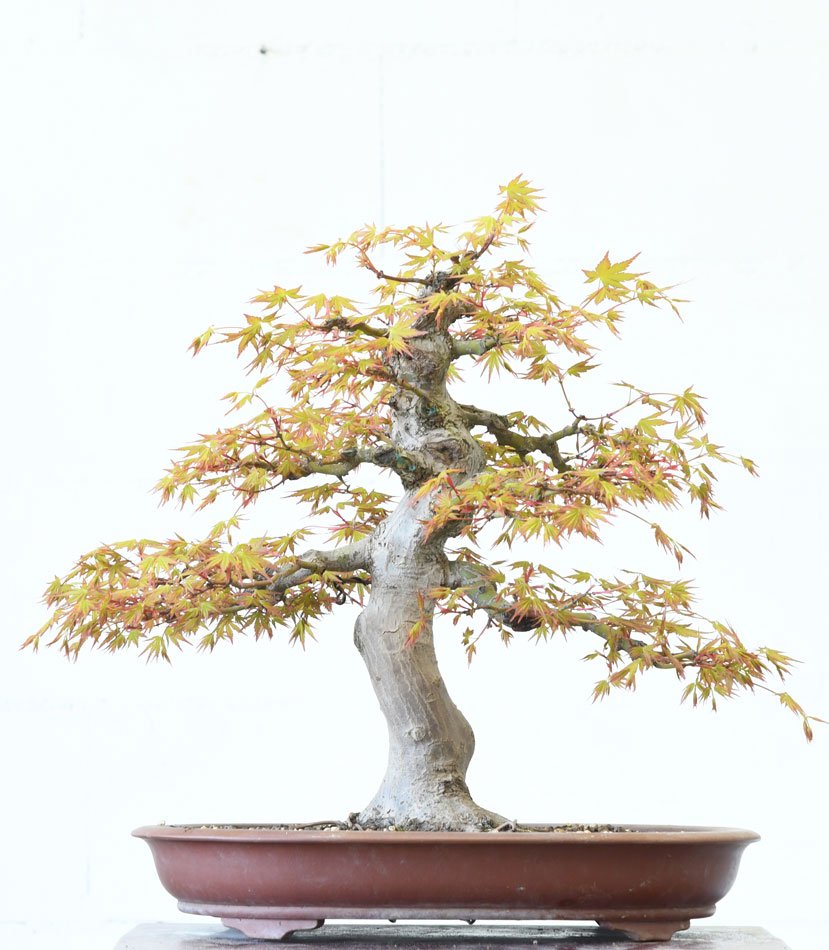Palmatum0320.jpg