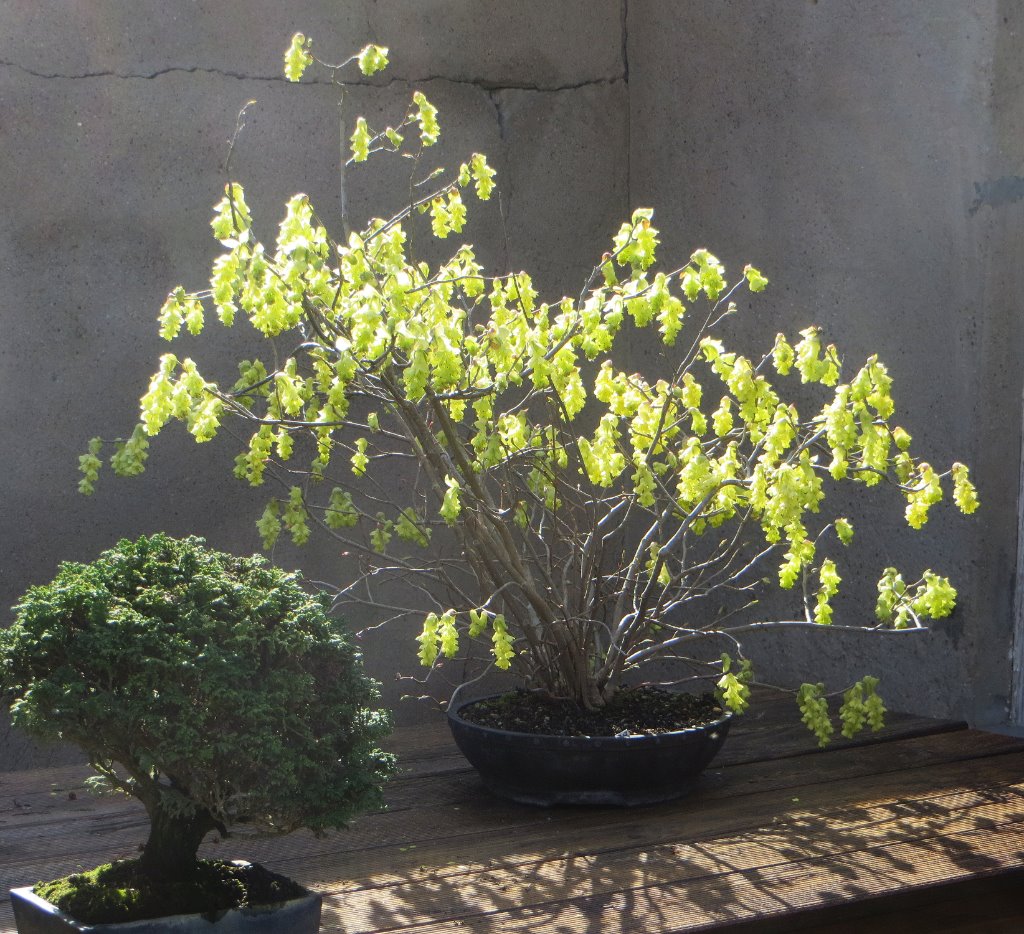 2020-03-15_Corylopsis.jpg