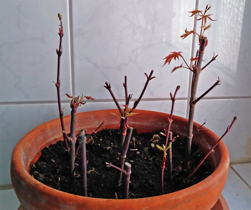 acerpalmatum.jpg