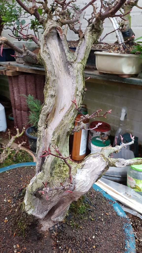 Acer 2.jpg