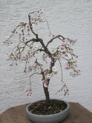 IMG_0500.JPG