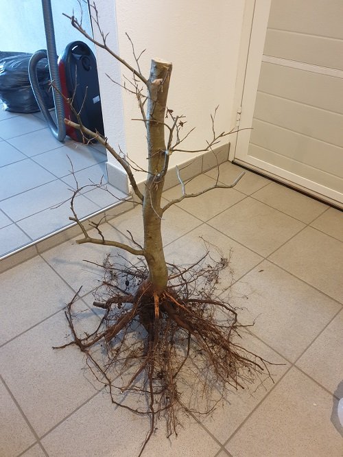 Buche ausgegraben2.jpg