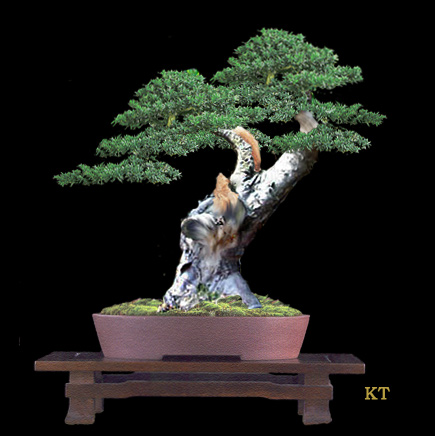 Taxus_virtual.jpg