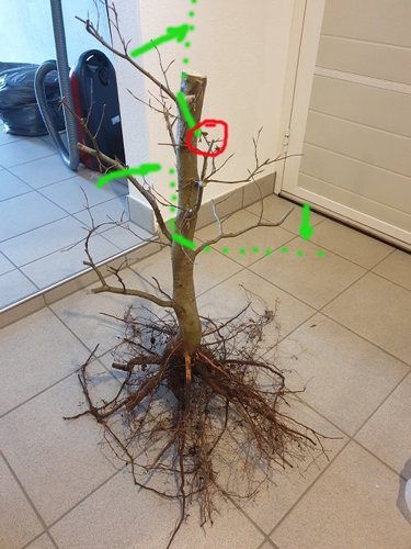 Buche-ausgegraben2b.jpg
