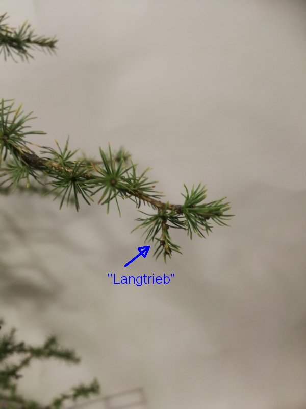 kurze Langtriebe Ende September 2019
