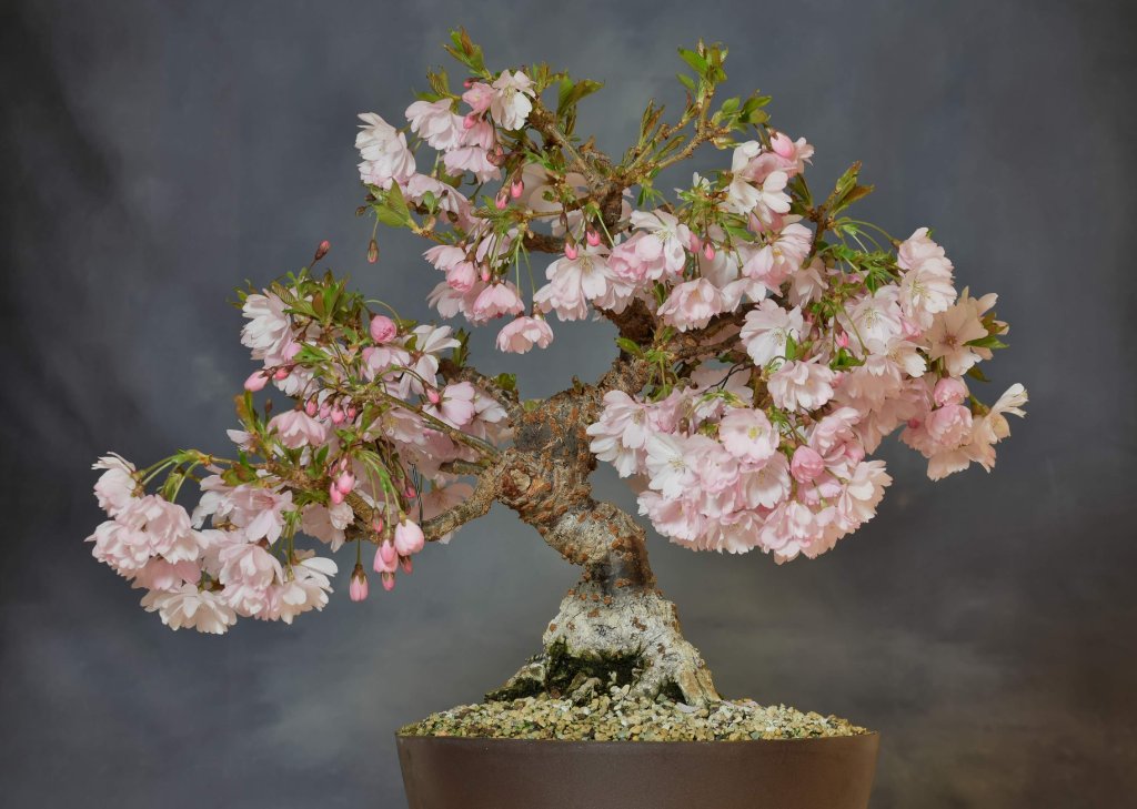 Japanische Zierkirsche
