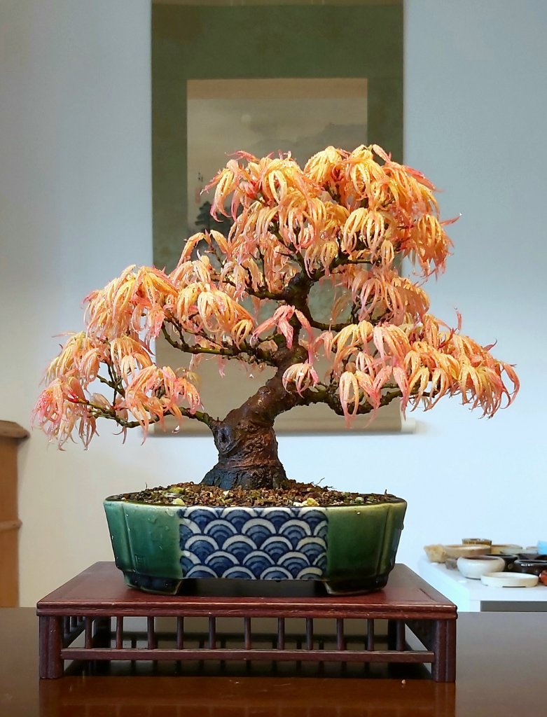 Acer palmatum  - Schale Satomi
