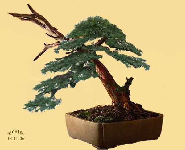 taxus--de-1.jpg