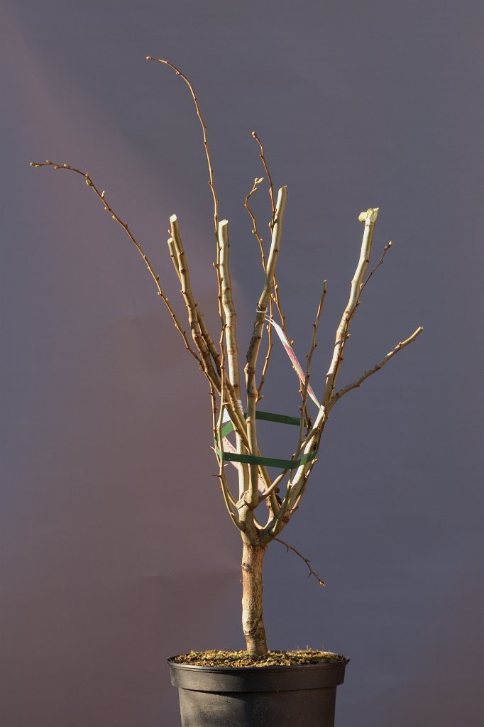 20200321.jpg