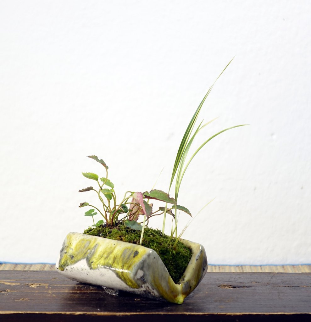 Mischpflanzung mit japanischer Schaumblüte Tanakaea radicans, gelb gestreifter Kalmus, wechselblättriges Milzkraut<br />Schale HH
