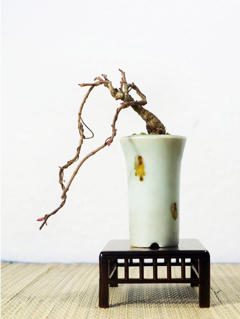 Dreispitzige Jungfernrebe Parthenocissus tricuspidata<br />Schale Machinao - Japan