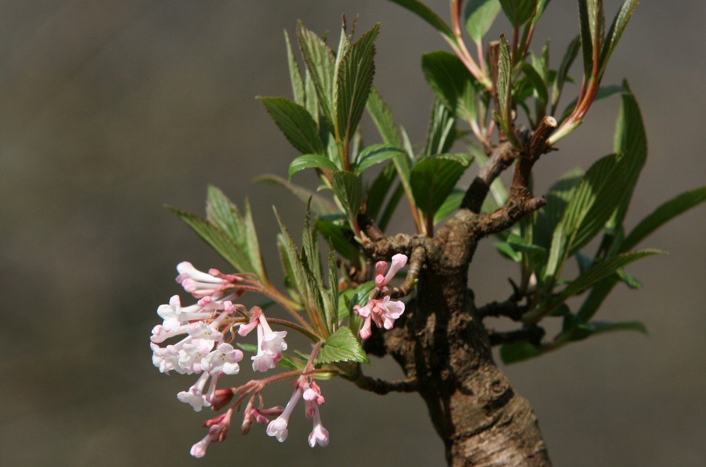 Winterschneeball (Viburnum x bodnantense 'Dawn')<br />zwecks Entwicklung nur eine Knospe zugelassen, die blüht und duftet dafür aber umso schöner