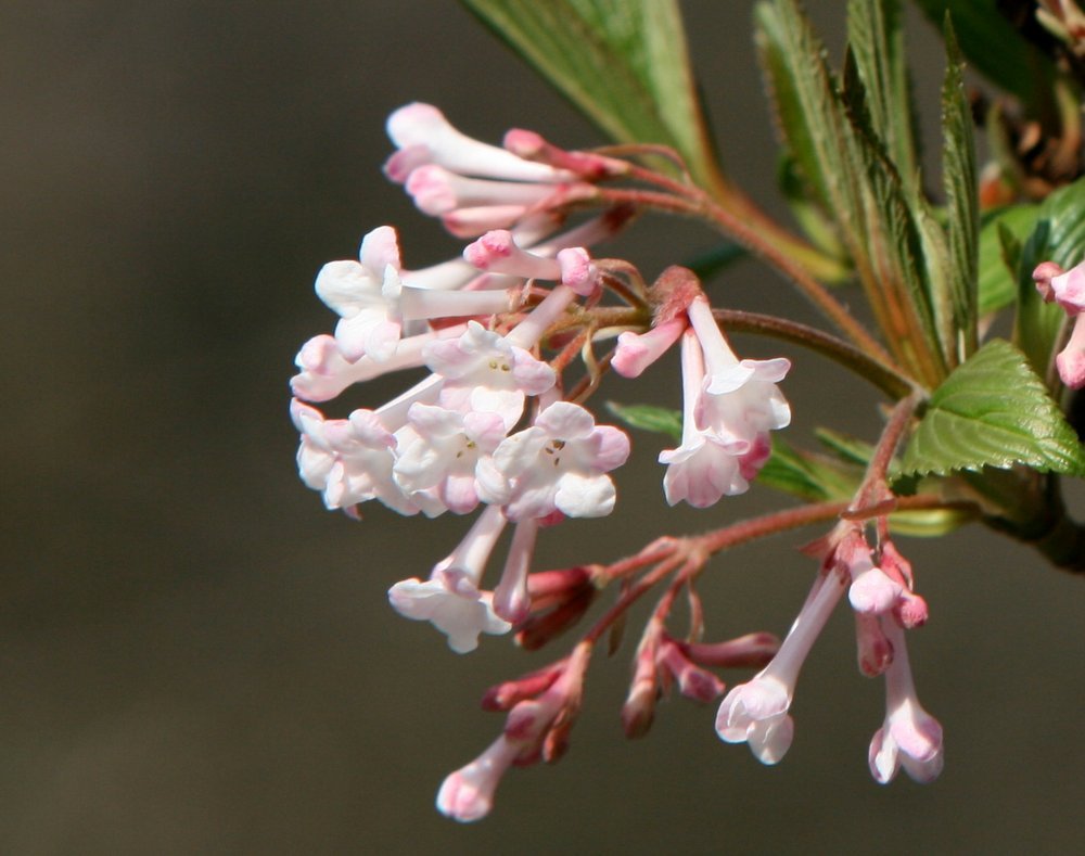 Viburnum_bod._'Dawn'_TomBähne2020.3 (2).JPG