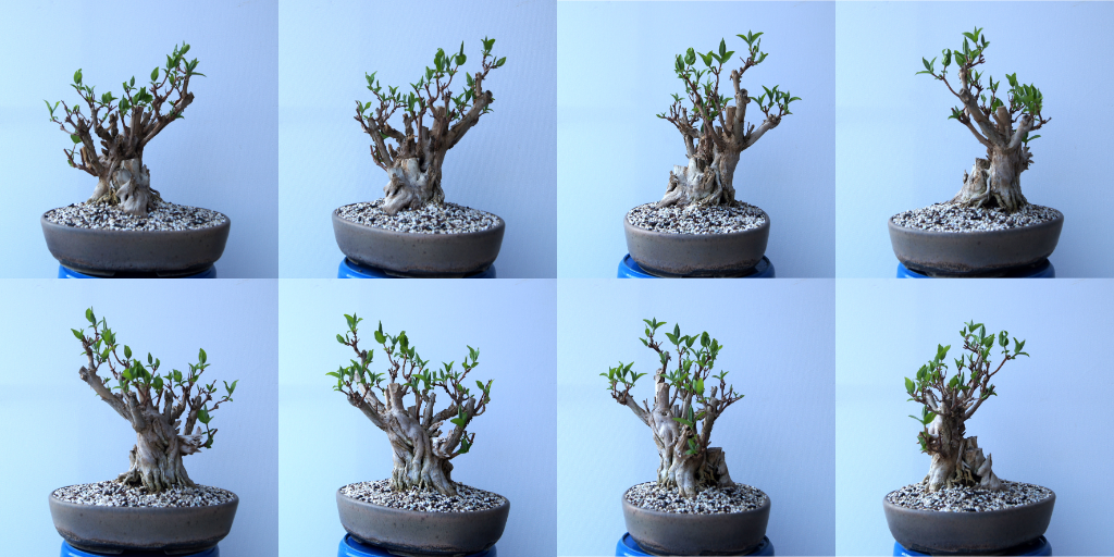 SOmmerjasmin Composite.png