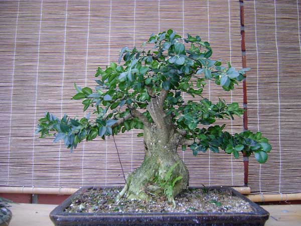 Februar 2009