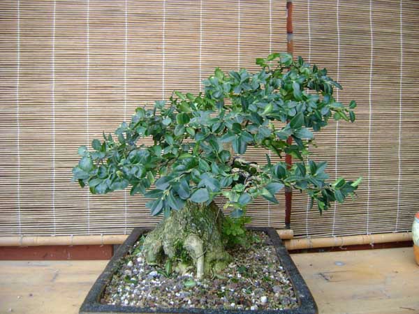Februar 2009