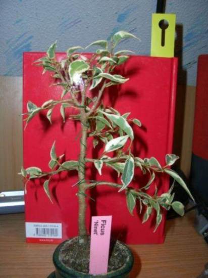 ficus_ninet.JPG