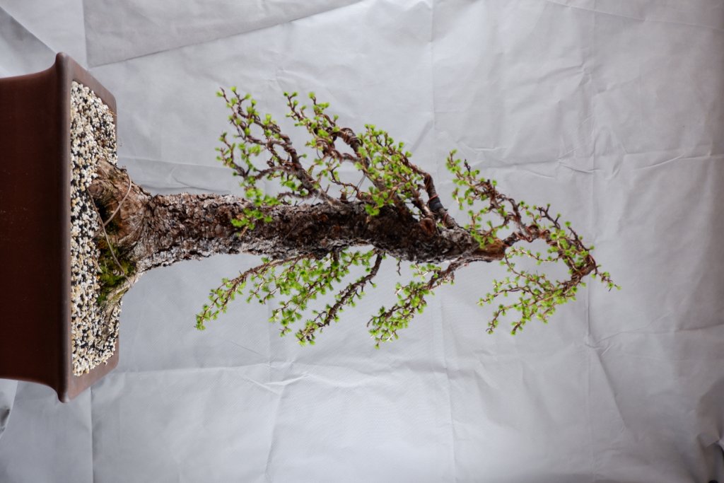 DSCF6078.JPG