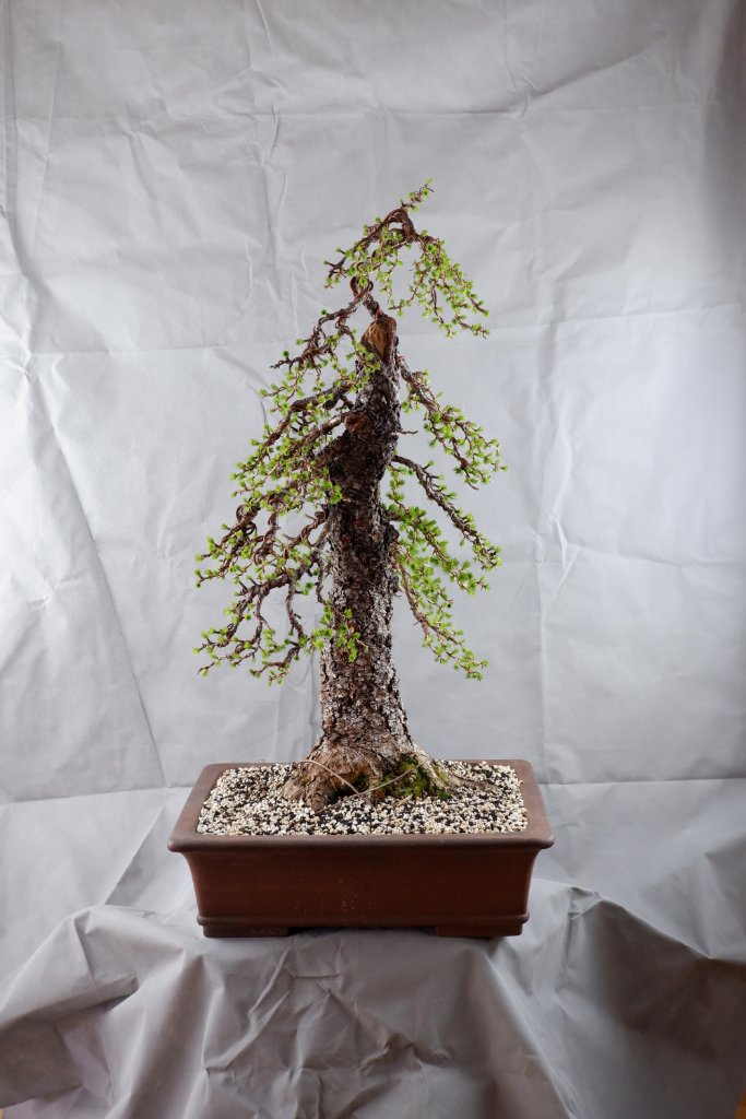 DSCF6083.jpg