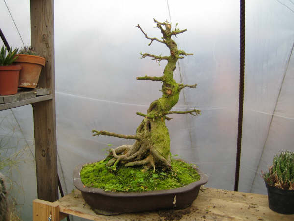 Ficus.jpg