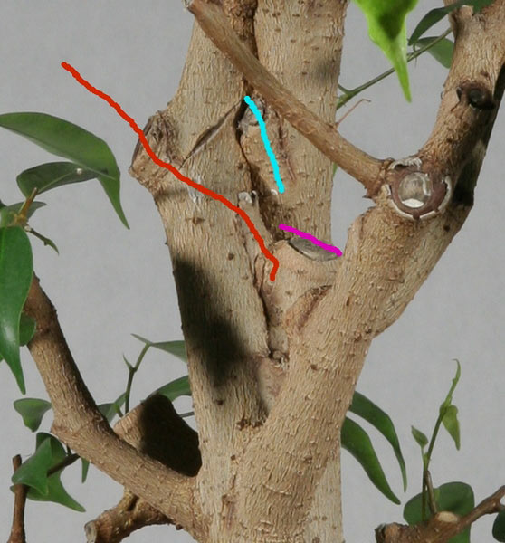 IMG_8582crop.jpg